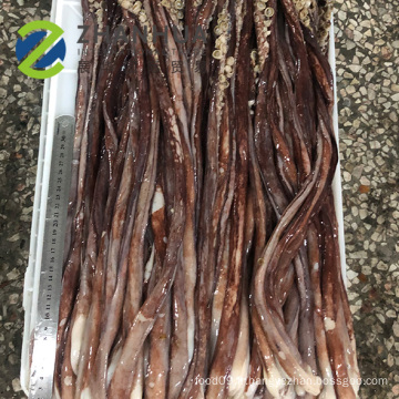 Calmar géant congelé de grande taille tentacule organe sexuel gigas squid